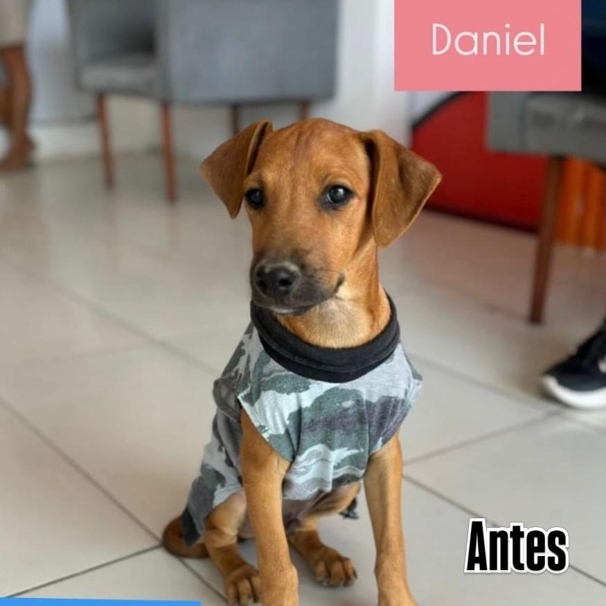 Daniel, cachorro de porte pequeno para adoção em Recife - PE
