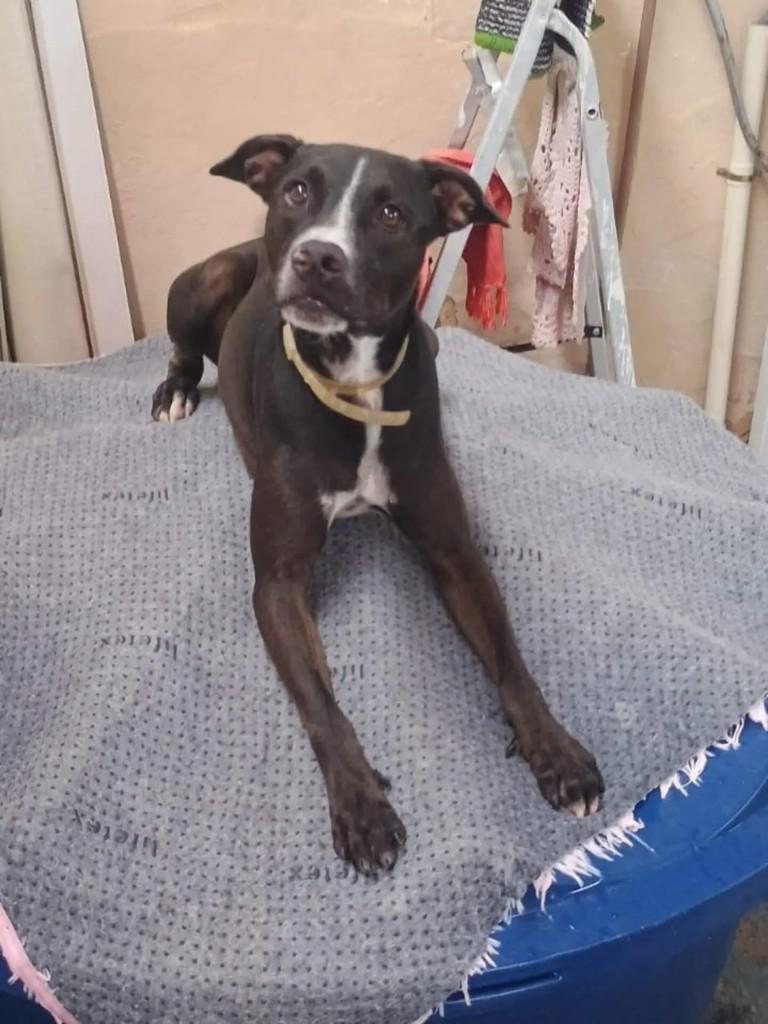 Leo, cachorro de porte médio para adoção em Recife - PE