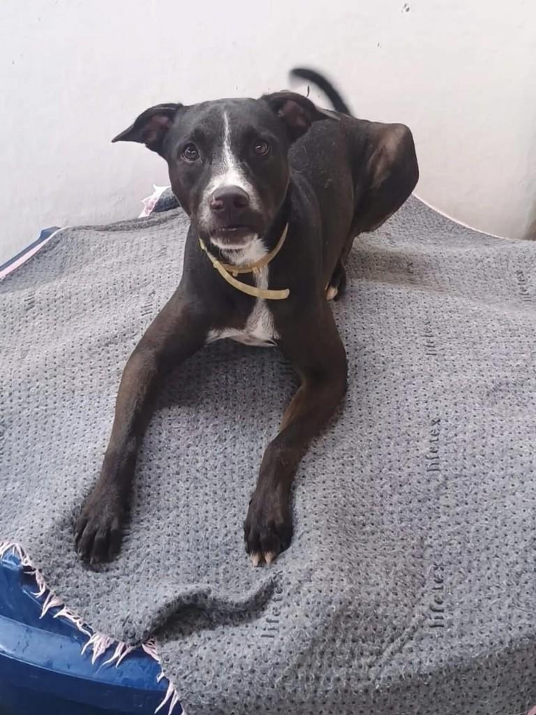 Leo, cachorro de porte médio para adoção em Recife - PE — foto 2 de 2