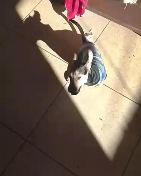 Ele, cachorro de porte pequeno para adoção em Florianópolis - SC