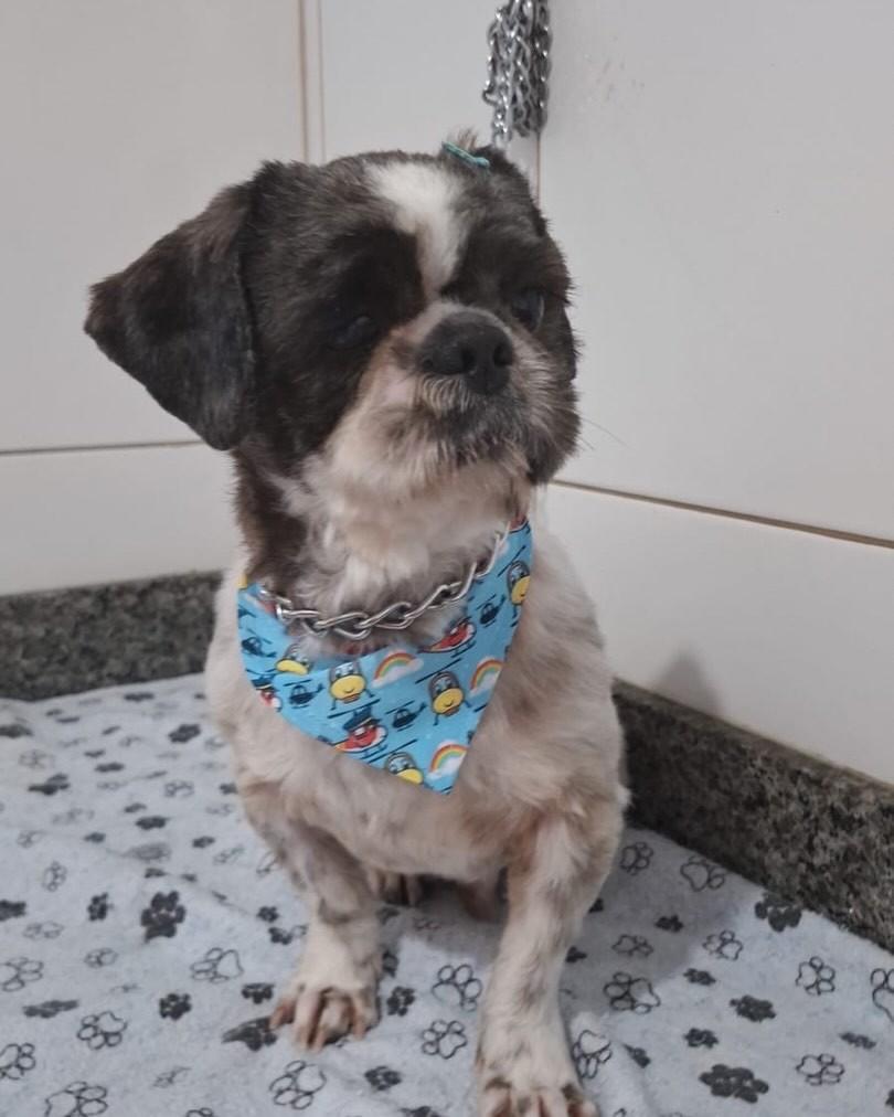 Anjo, cachorro de porte pequeno para adoção em Florianópolis - SC
