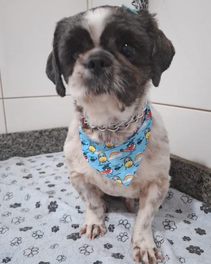 Anjo, cachorro de porte pequeno para adoção em Florianópolis - SC — foto 2 de 6