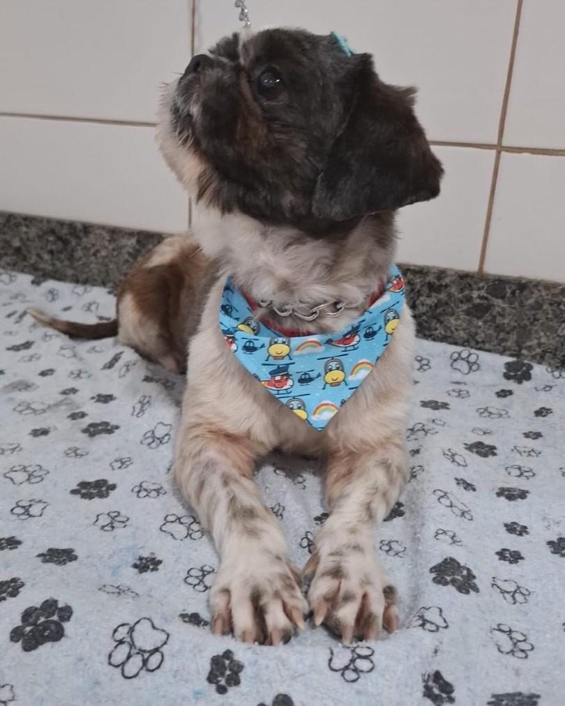Anjo, cachorro de porte pequeno para adoção em Florianópolis - SC — foto 3 de 6