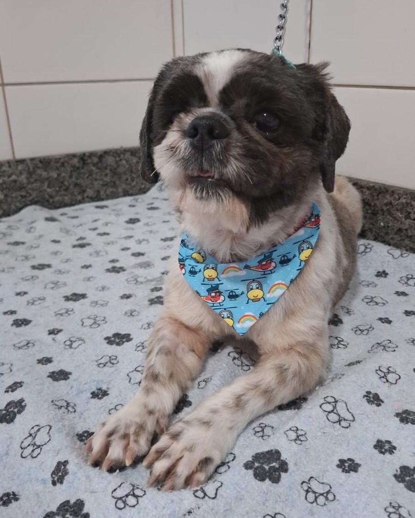 Anjo, cachorro de porte pequeno para adoção em Florianópolis - SC — foto 4 de 6
