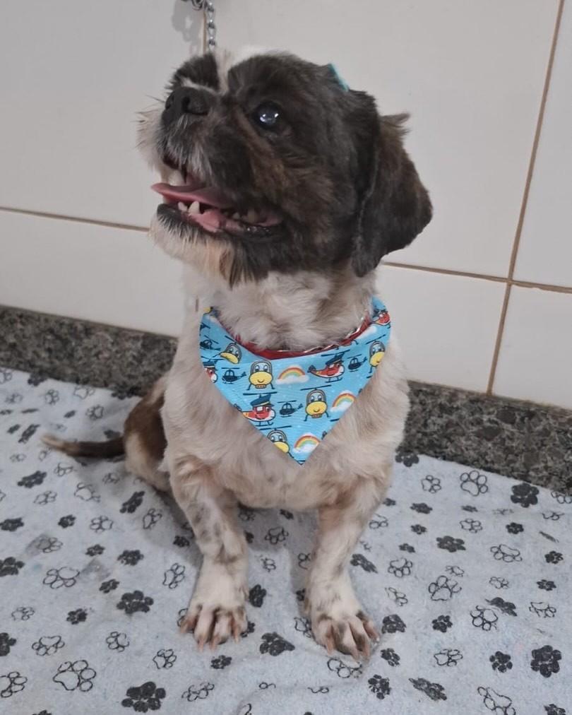 Anjo, cachorro de porte pequeno para adoção em Florianópolis - SC — foto 5 de 6