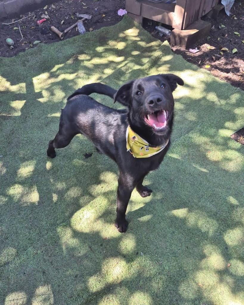 Cacipeienhos Pretos, cachorro de porte médio para adoção em Florianópolis - SC