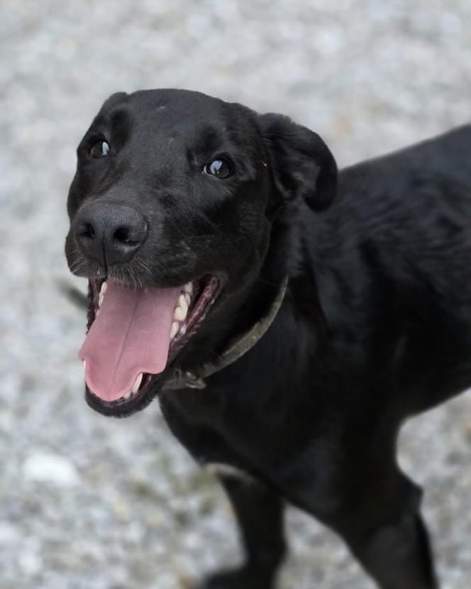 Cacipeienhos Pretos, cachorro de porte médio para adoção em Florianópolis - SC — foto 2 de 3
