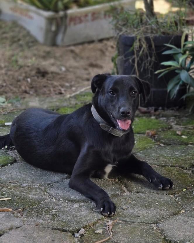 Cacipeienhos Pretos, cachorro de porte médio para adoção em Florianópolis - SC — foto 3 de 3