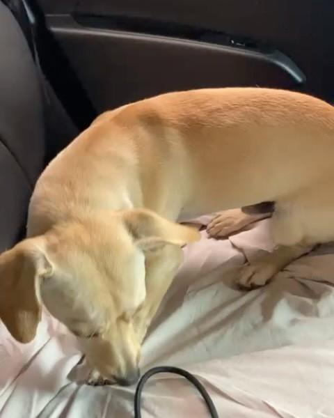Fofinhos, cachorro de porte pequeno para adoção em Florianópolis - SC