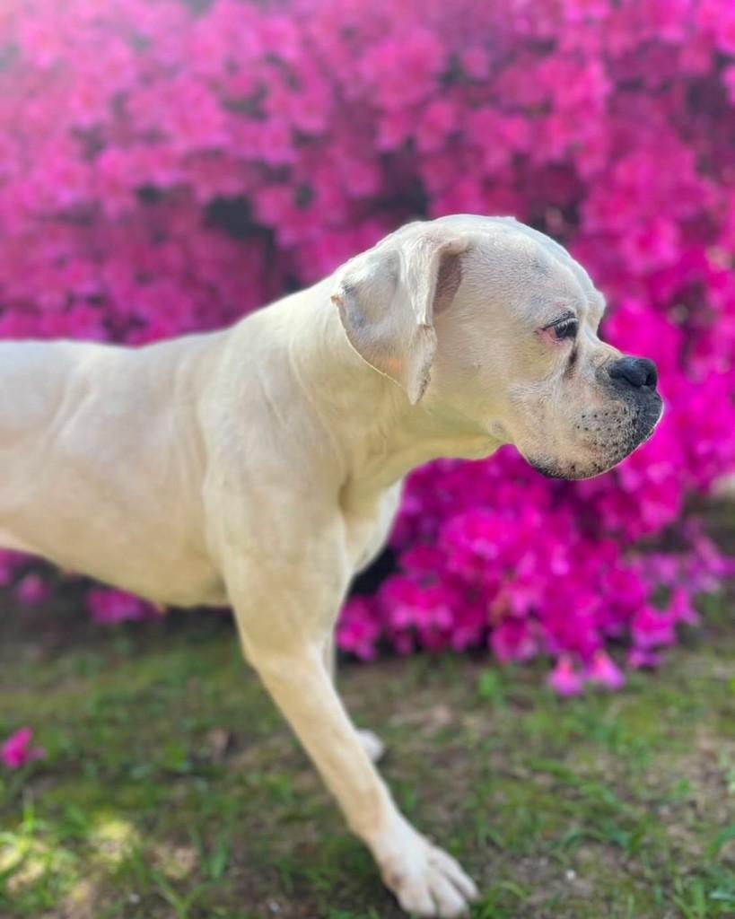 Rosa, cadela de porte grande para adoção em Florianópolis - SC
