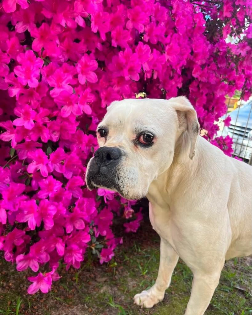 Rosa, cadela de porte grande para adoção em Florianópolis - SC — foto 3 de 4