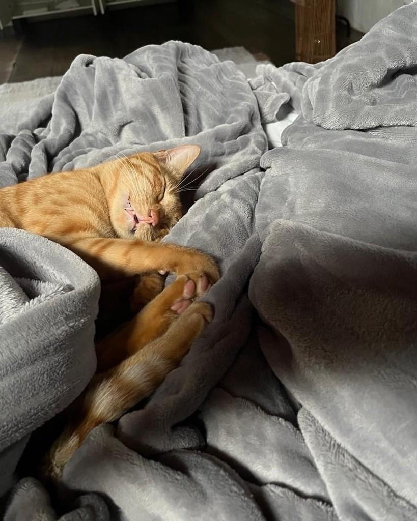 Faísca, gato de porte pequeno para adoção em Florianópolis - SC