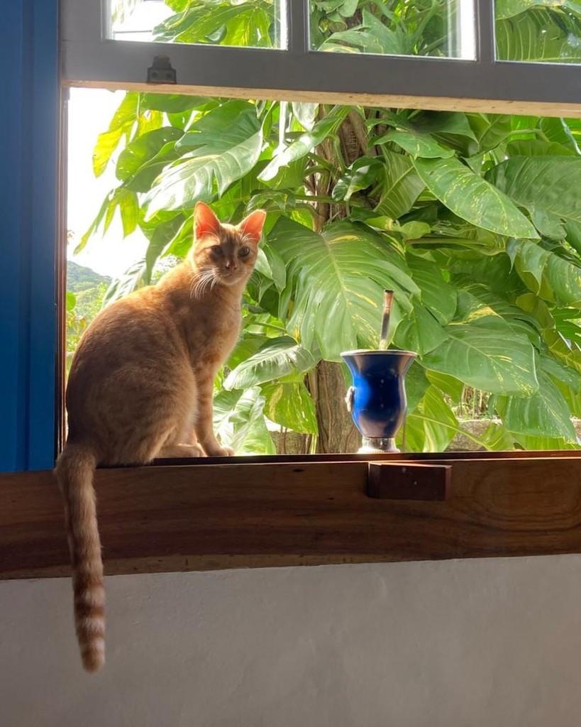 Faísca, gato de porte pequeno para adoção em Florianópolis - SC — foto 3 de 7