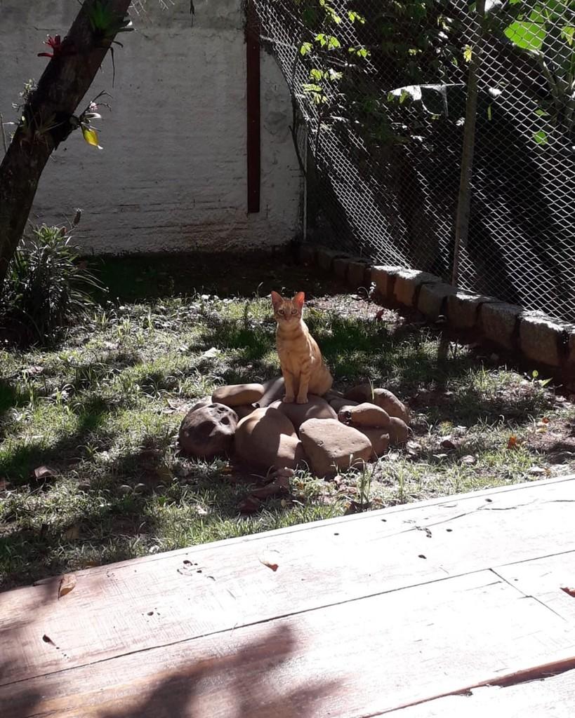 Faísca, gato de porte pequeno para adoção em Florianópolis - SC — foto 4 de 7