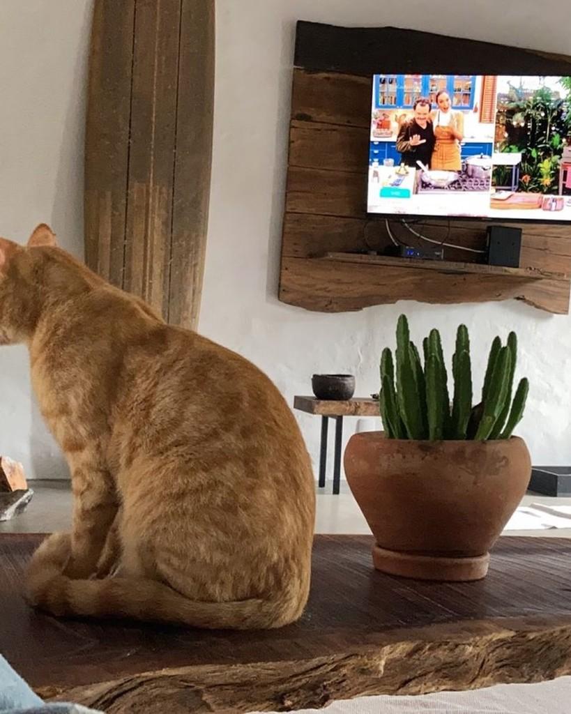 Faísca, gato de porte pequeno para adoção em Florianópolis - SC — foto 5 de 7