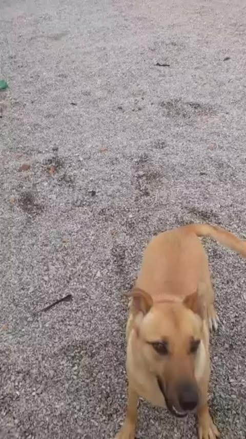 Caramelinha, cadela de porte médio para adoção em Florianópolis - SC