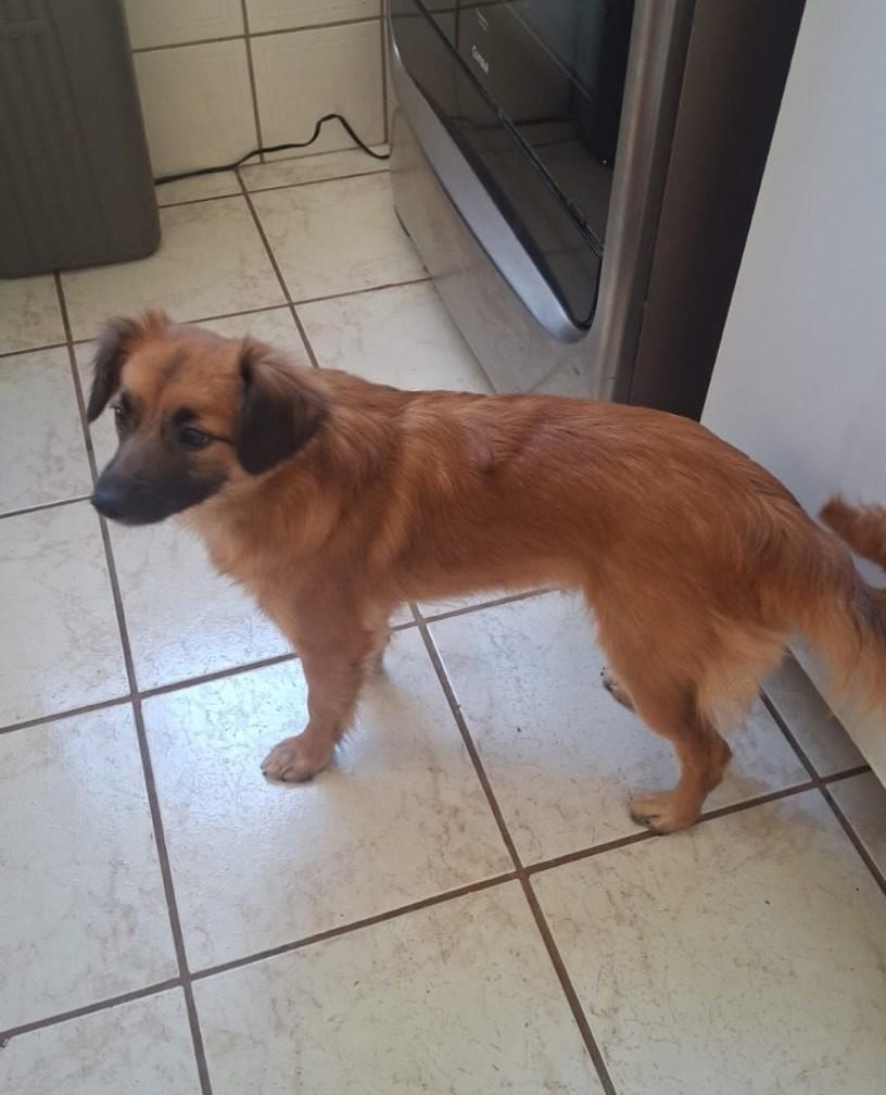 Raposinha, cadela de porte pequeno para adoção em Florianópolis - SC