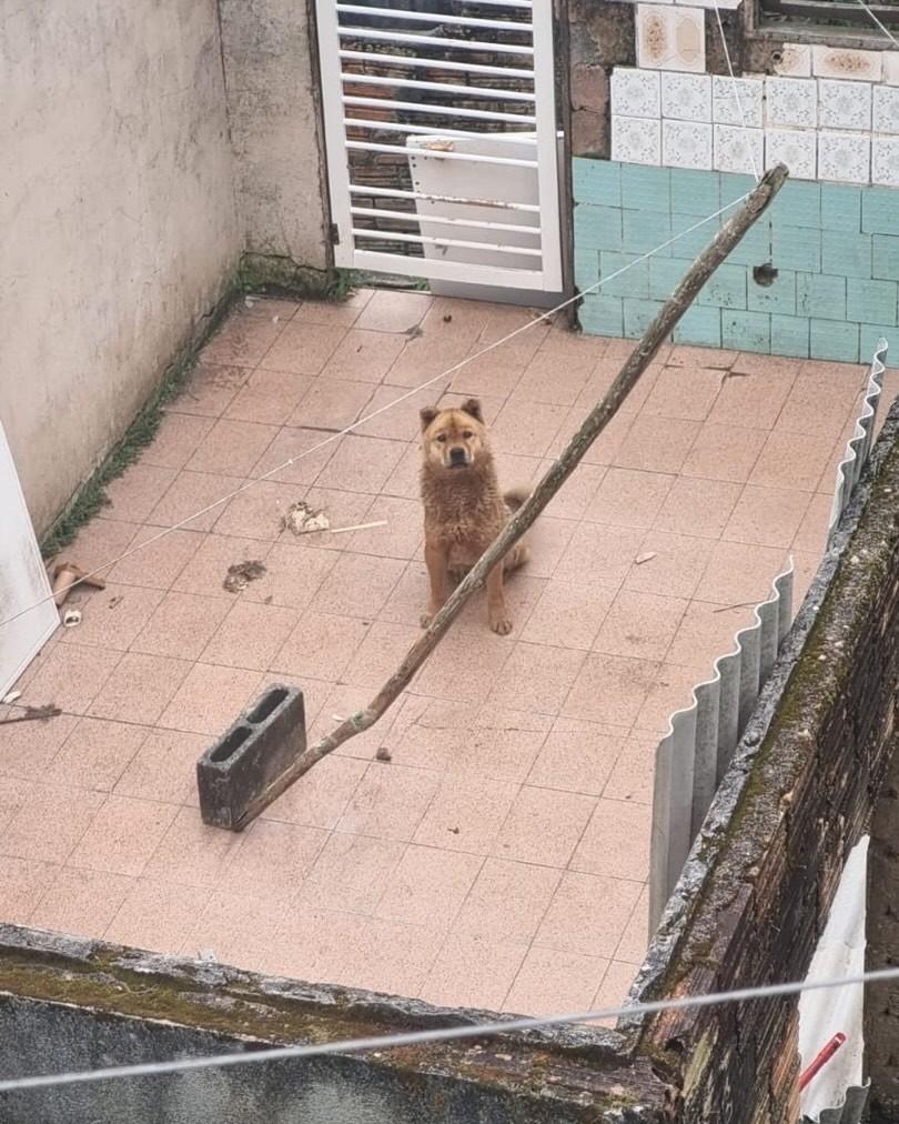 Lobo, cachorro de porte grande para adoção em Florianópolis - SC