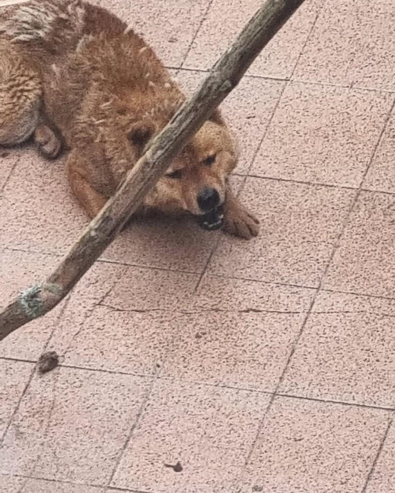 Lobo, cachorro de porte grande para adoção em Florianópolis - SC — foto 3 de 3