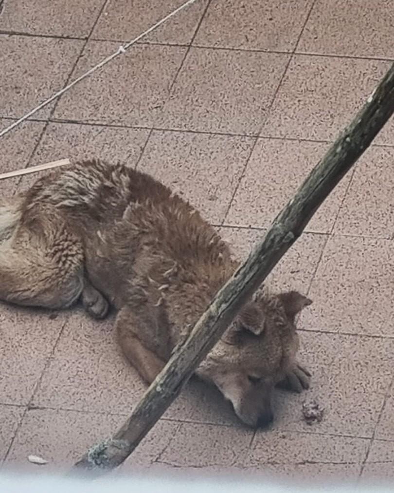 Hunsky, cachorro de porte médio para adoção em Florianópolis - SC