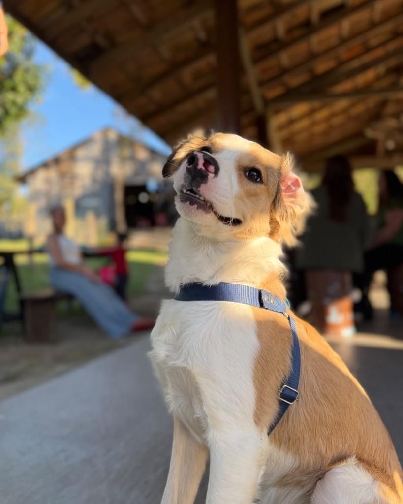 Barth, cachorro de porte pequeno para adoção em Florianópolis - SC