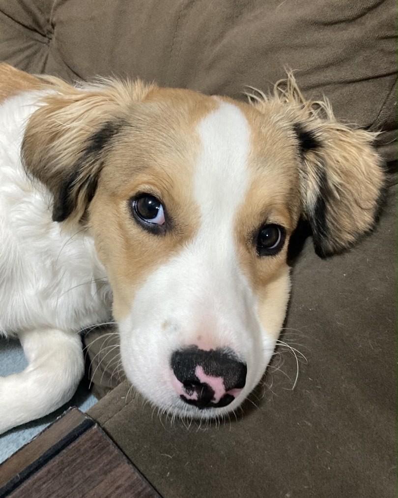 Barth, cachorro de porte pequeno para adoção em Florianópolis - SC — foto 2 de 3