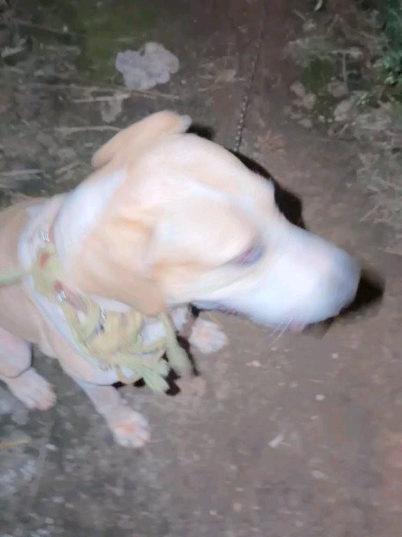 Jurandir, cachorro de porte grande para adoção em Goiânia - GO