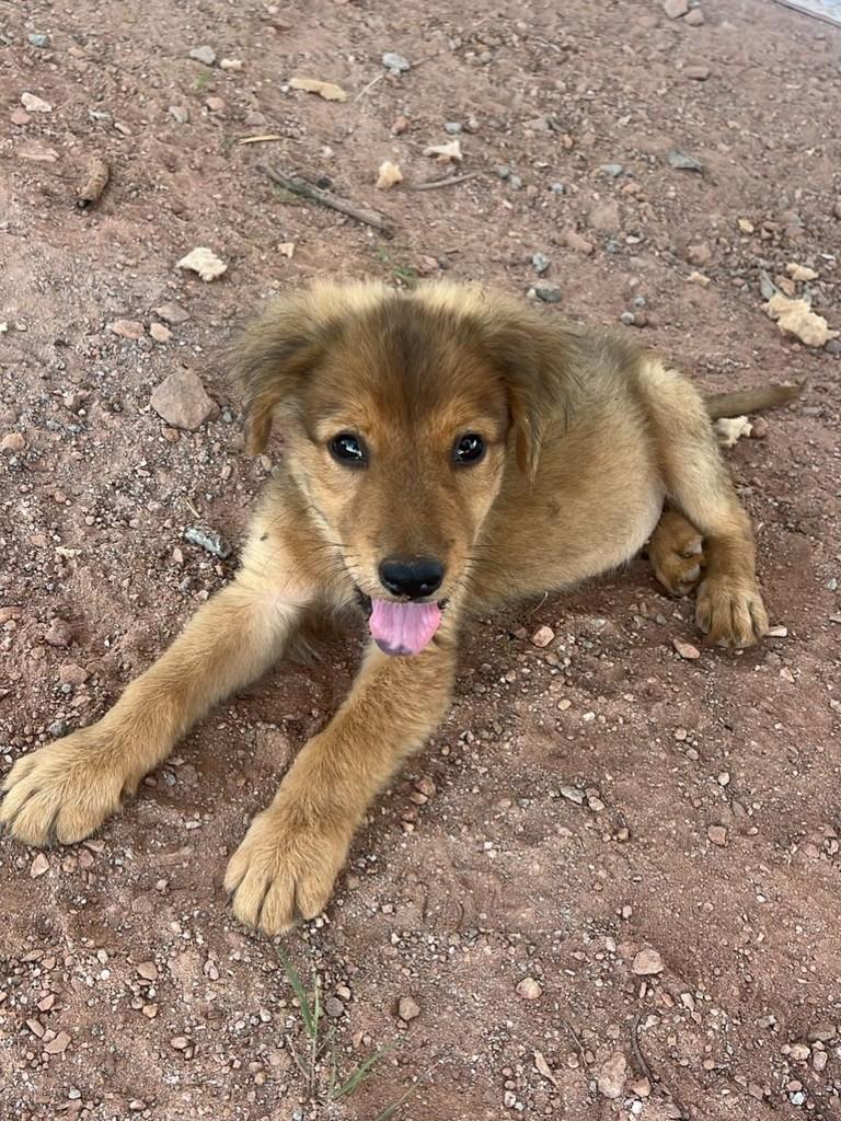 Lupy, cachorro de porte pequeno para adoção em Uruana - GO