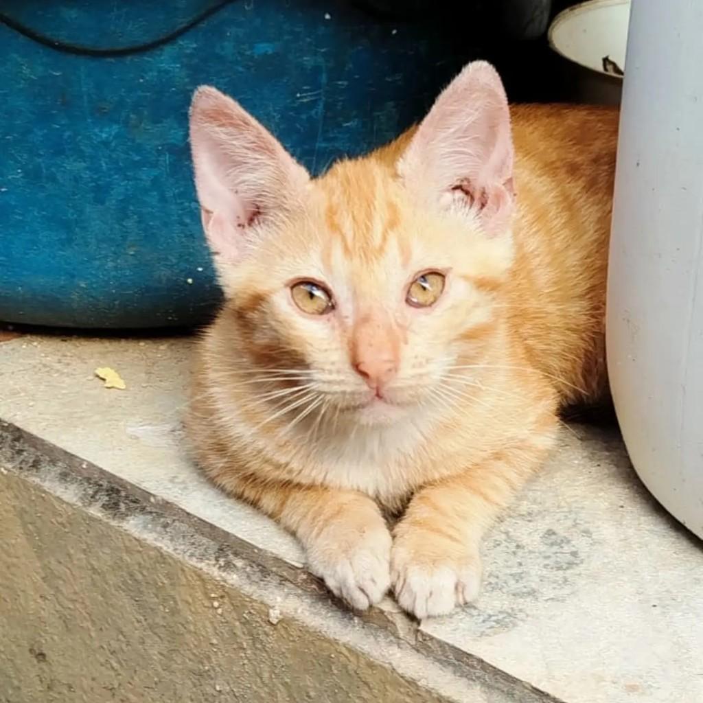 Bete, gata de porte pequeno para adoção em Maceió - AL