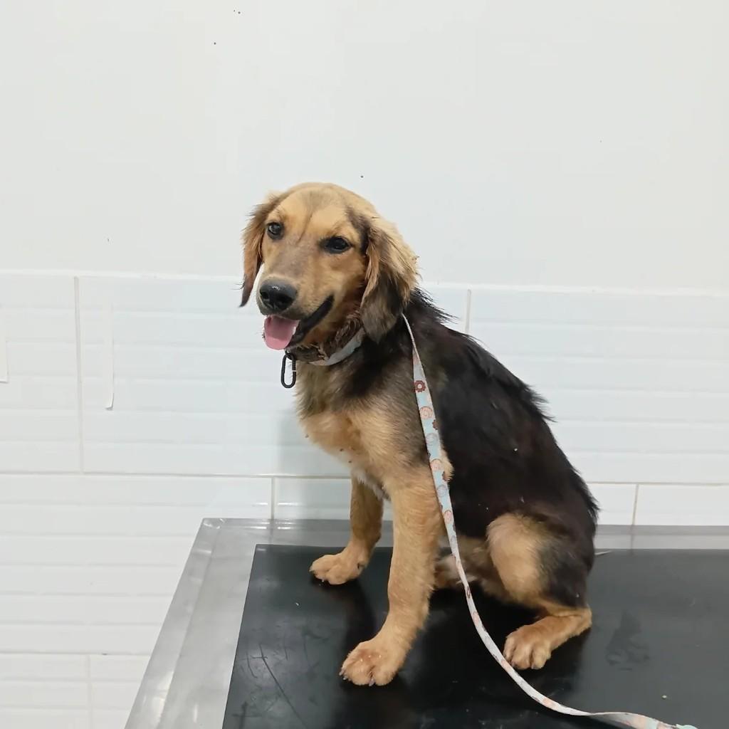 Pimpolho, cachorro de porte médio para adoção em Atibaia - SP