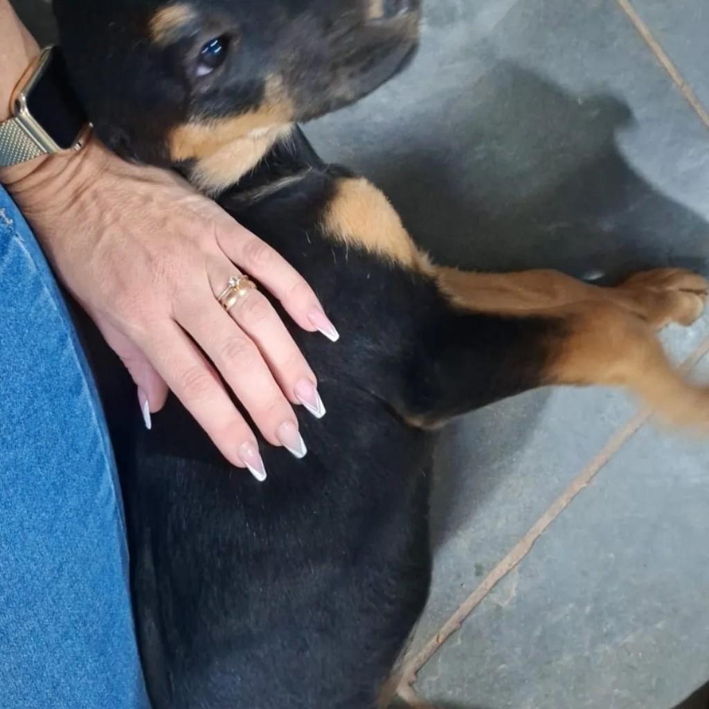 Cachorrinha, cadela de porte pequeno para adoção em Atibaia - SP