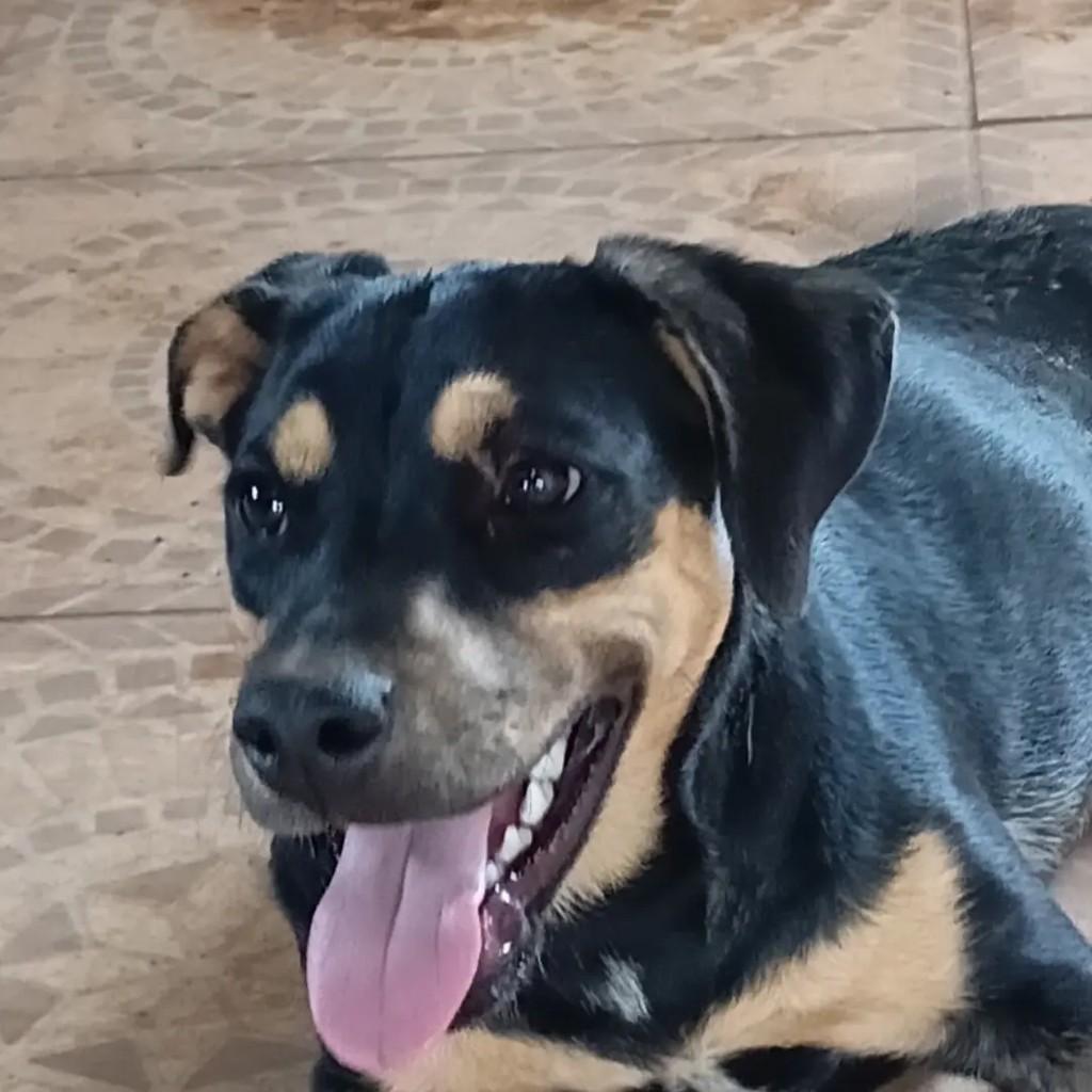 Luli, cadela de porte pequeno para adoção em Atibaia - SP