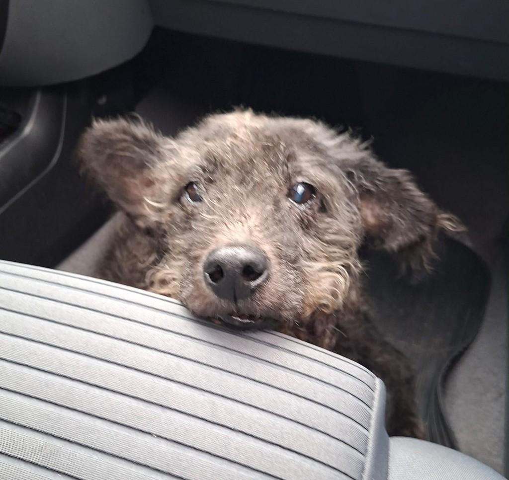 Joãozinho, cachorro de porte grande para adoção em São Paulo - SP