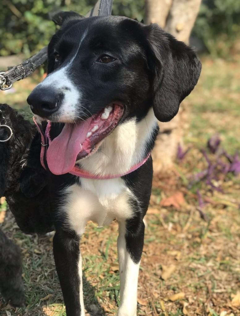 Catupiry, cachorro de porte médio para adoção em São Paulo - SP