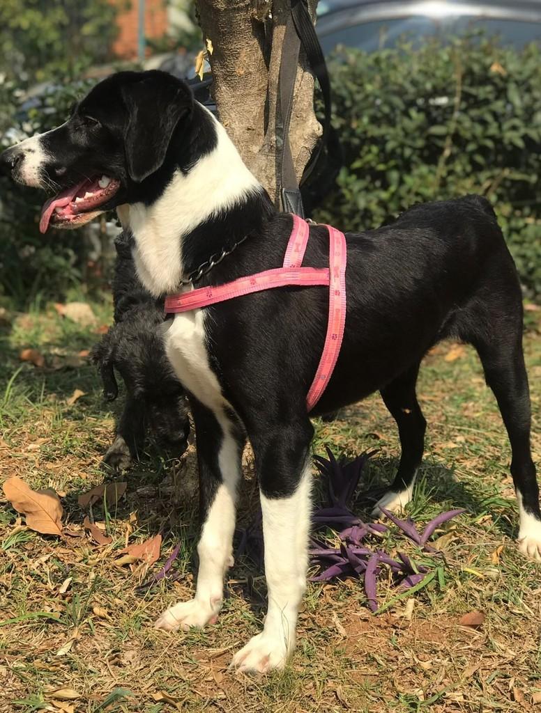 Catupiry, cachorro de porte médio para adoção em São Paulo - SP — foto 2 de 2