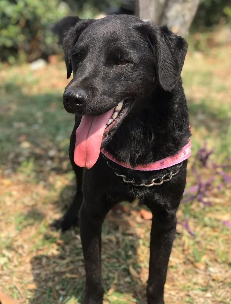 Roque, cachorro de porte médio para adoção em São Paulo - SP