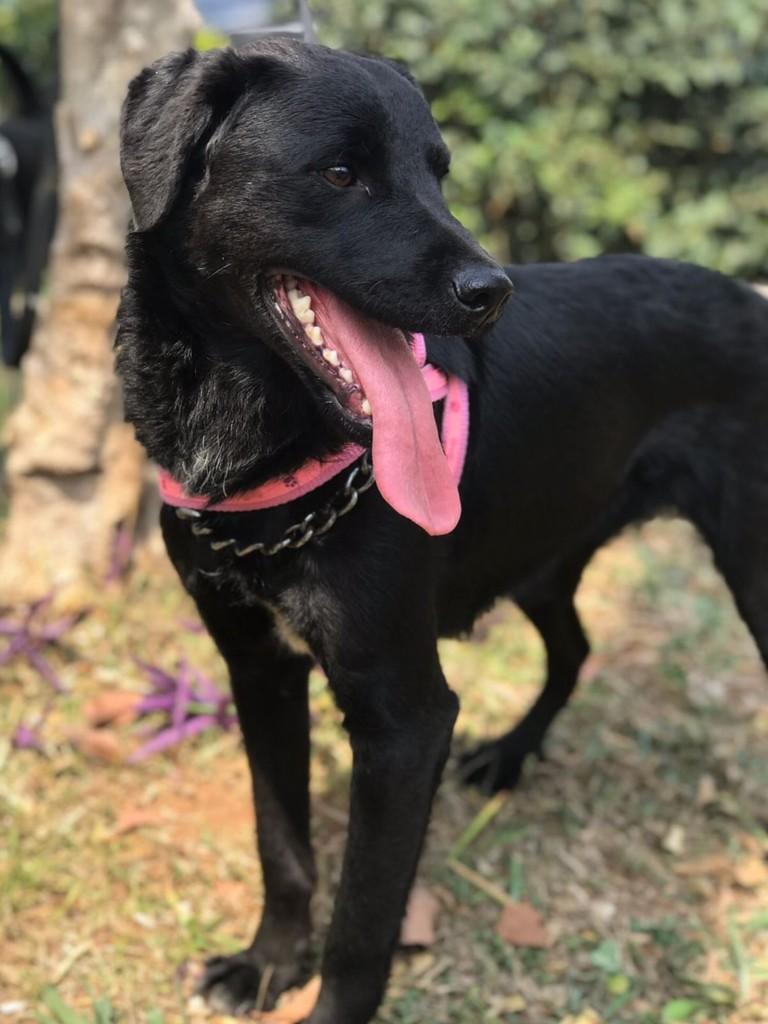 Roque, cachorro de porte médio para adoção em São Paulo - SP — foto 2 de 2