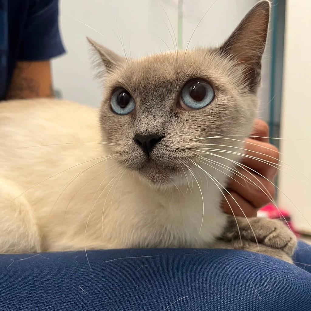 Jujuba, gato de porte médio para adoção em Fortaleza - CE