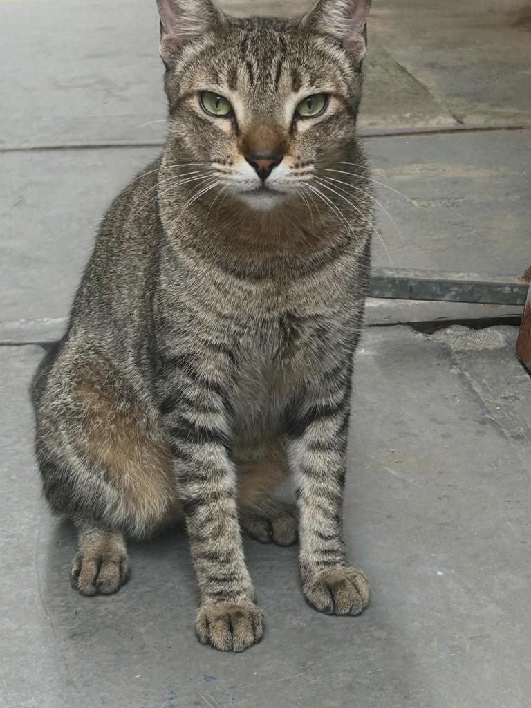 Teodoro, gato de porte médio para adoção em Fortaleza - CE