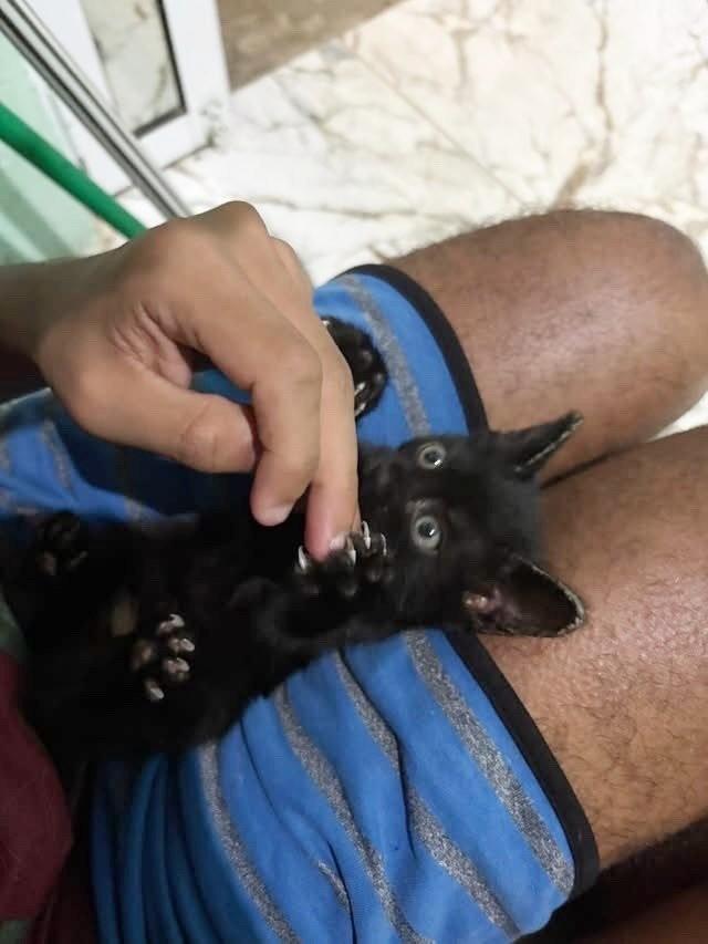 Pretinho, gato de porte pequeno para adoção em Fortaleza - CE