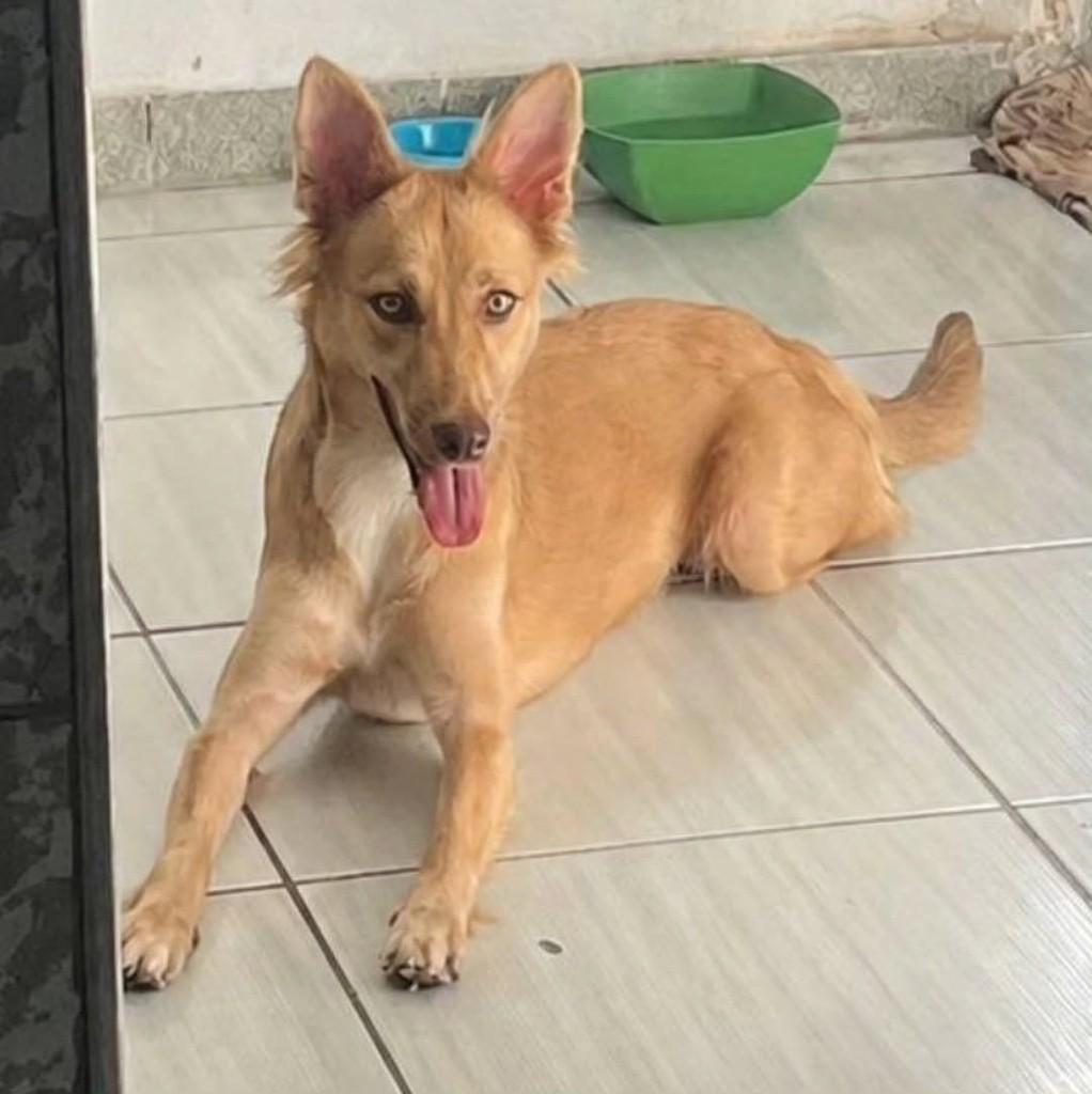 Linda, cachorro de porte grande para adoção em Fortaleza - CE
