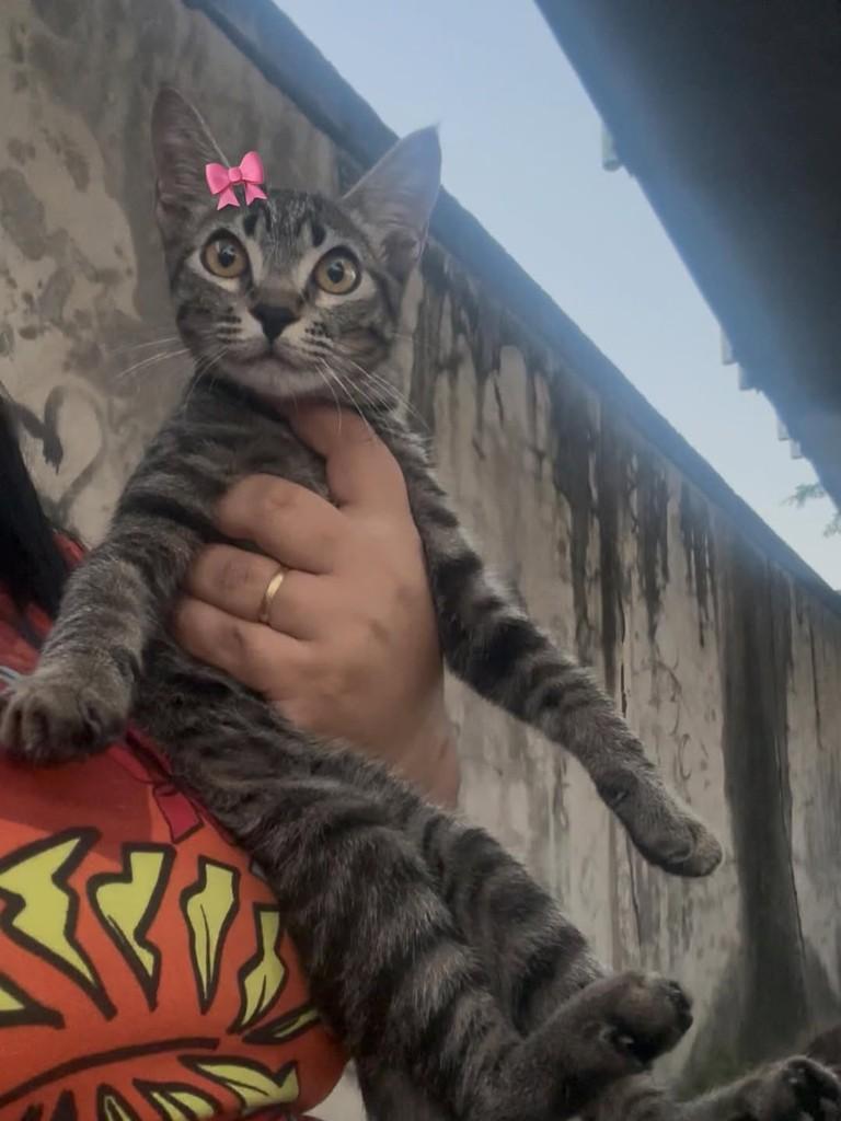 Nina, gata de porte pequeno para adoção em Fortaleza - CE