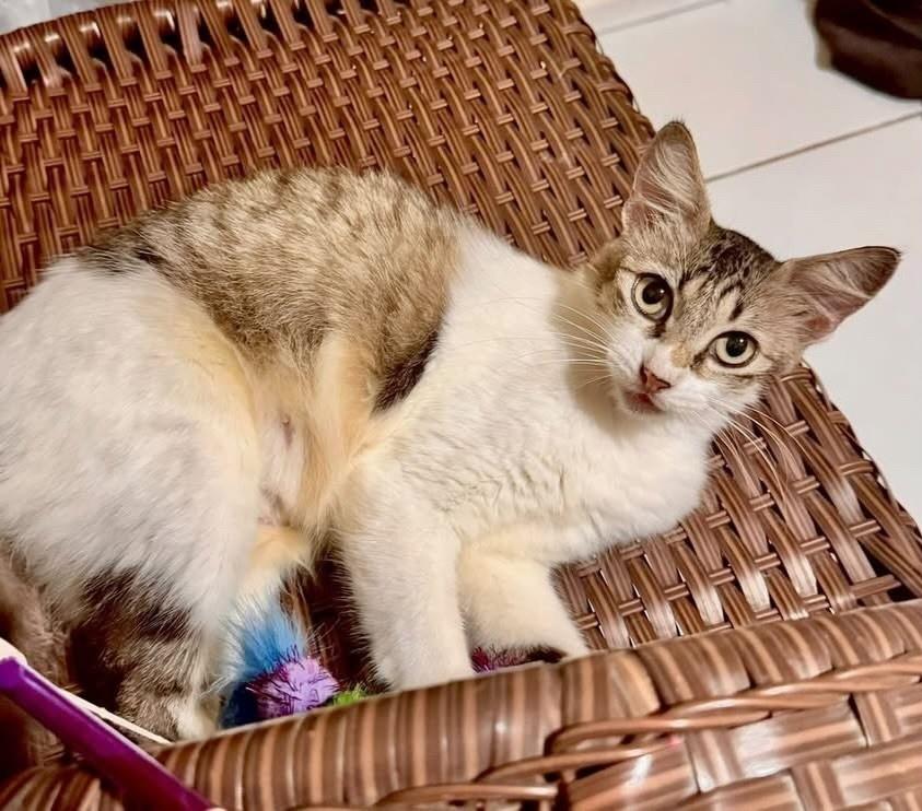 Margareth, gato para adoção em Fortaleza - CE