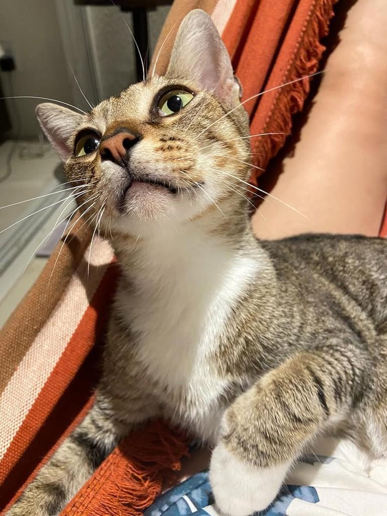 Dengo, gato de porte pequeno para adoção em Fortaleza - CE