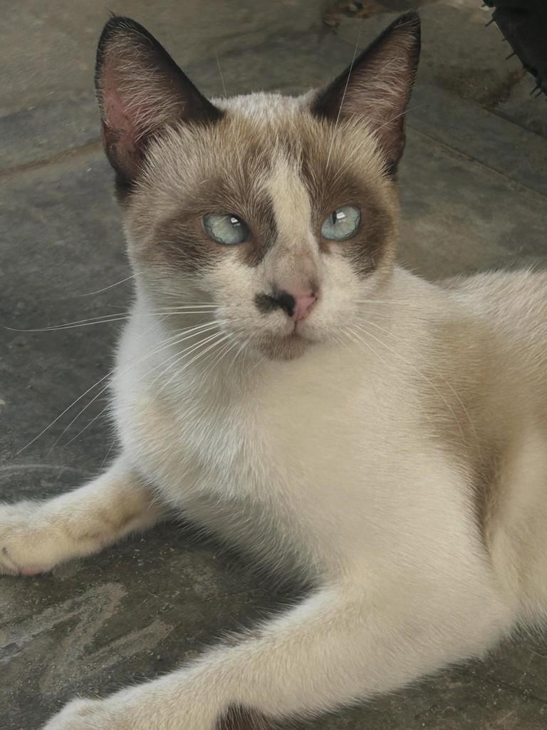 Bibi, gato de porte médio para adoção em Fortaleza - CE