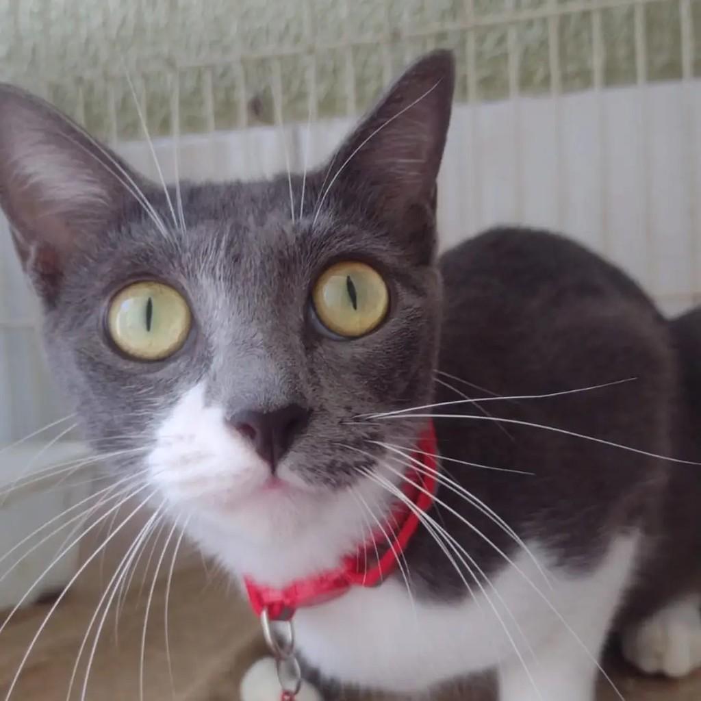 Linda, gata de porte médio para adoção em Fortaleza - CE