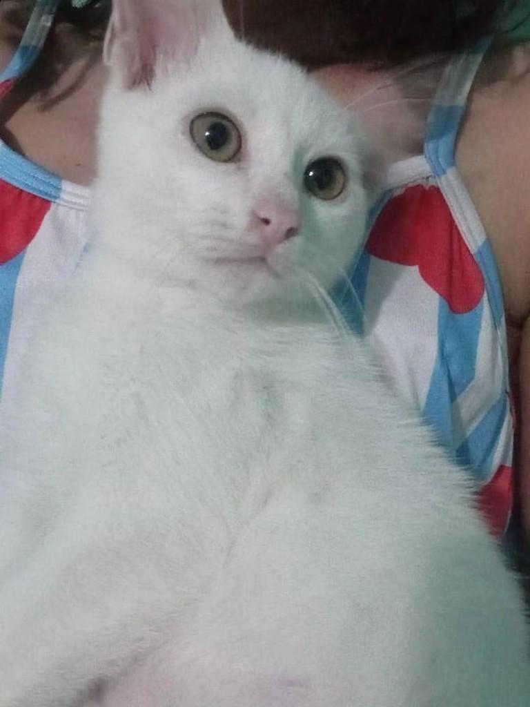 Branquinho, gato de porte pequeno para adoção em Fortaleza - CE
