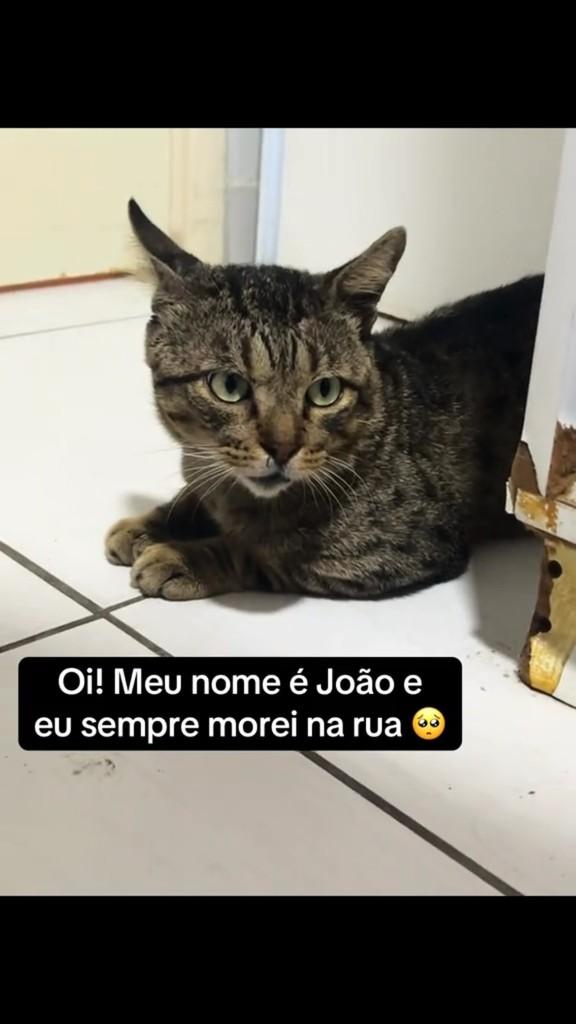 João Bolinhas, gato de porte médio para adoção em Fortaleza - CE