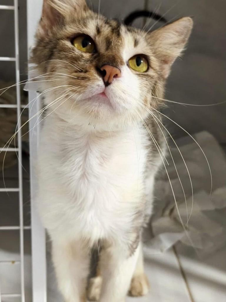 Juca Furtado, gato de porte médio para adoção em Fortaleza - CE