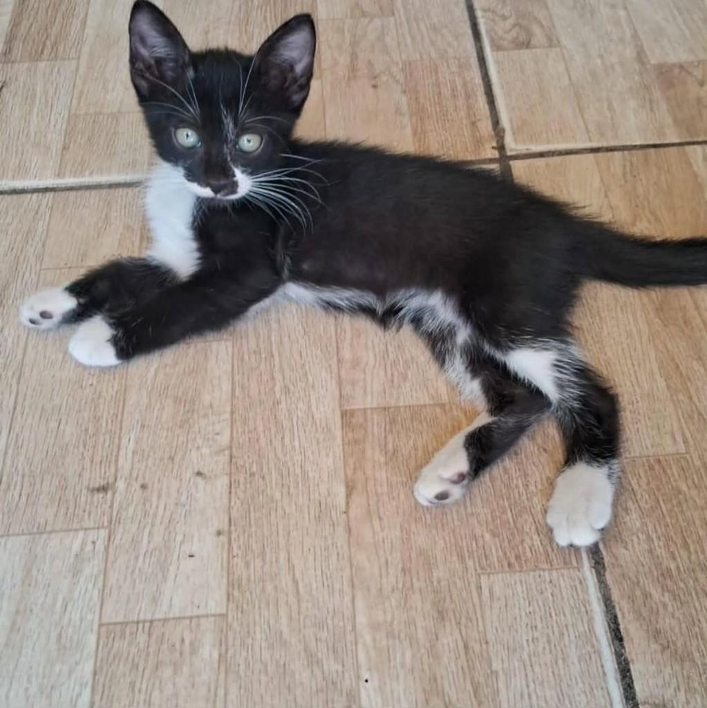 Frajolinha, gato de porte pequeno para adoção em Fortaleza - CE